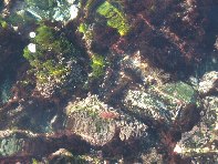 i Trezza-20110311 020